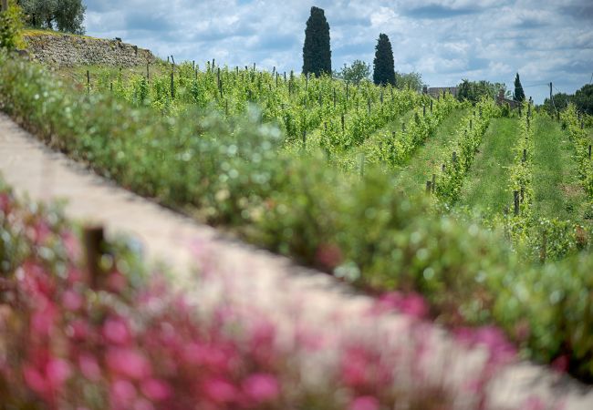 Apartment in Panzano - Luxury Chianti in Olive in Panzano Chianti Apartment in Panzano - Luxury Chianti in Olive in Panzano Chianti